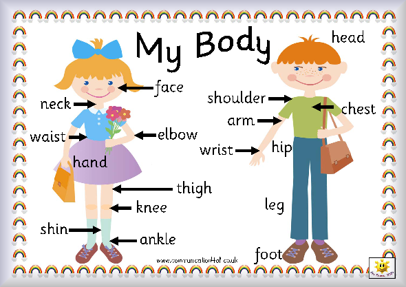 Body Parts Chart For Nursery