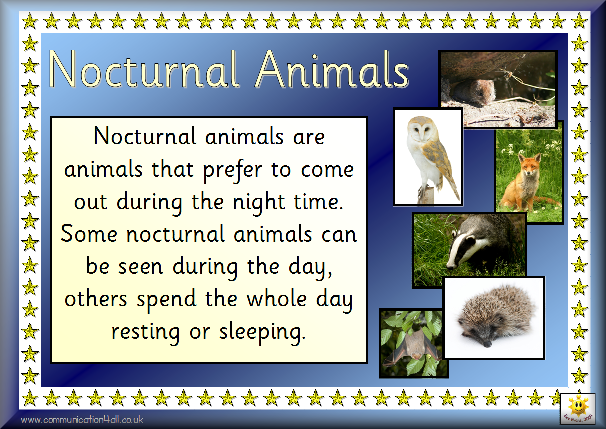 a list of some Nocturnal Animals Nocturnal Pinterest