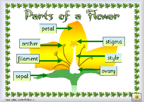 Diagram Showing Partsflower on Parts Of A Plant  Wordsearch For The Iwb